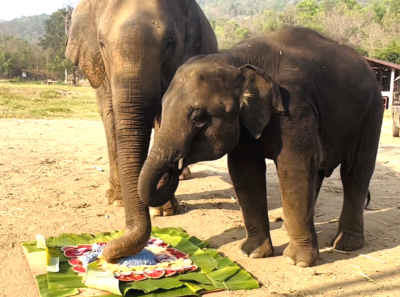 アジア象と象を守る人々の物語を通して自然、動物、人のつながりを見直す映画制作への寄付